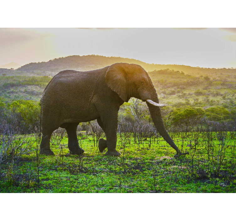 Fototapet dyr majestætisk elefant scene - TenStickers