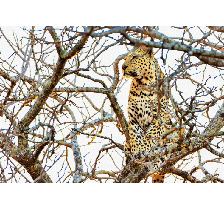 Leopard blandt grene fototapet elefant - TenStickers