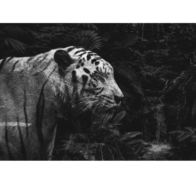 Majestætisk hvid tiger fototapet dyr - TenStickers