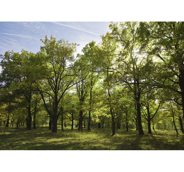 Natur fototapet livlig bladagtig landskab - TenStickers