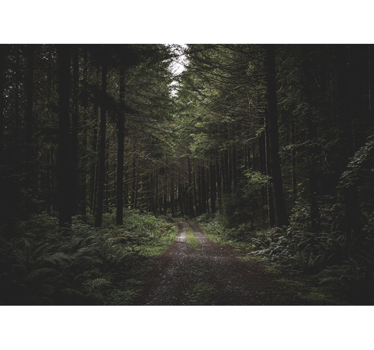 Gade gennem et mørkt skovvægmaleri - TenStickers