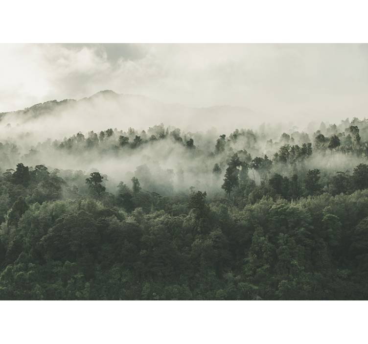 Skov med tåge fra oven fototapet - TenStickers