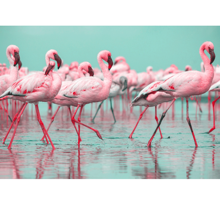 Fototapet dyr flamingo flock walk - TenStickers