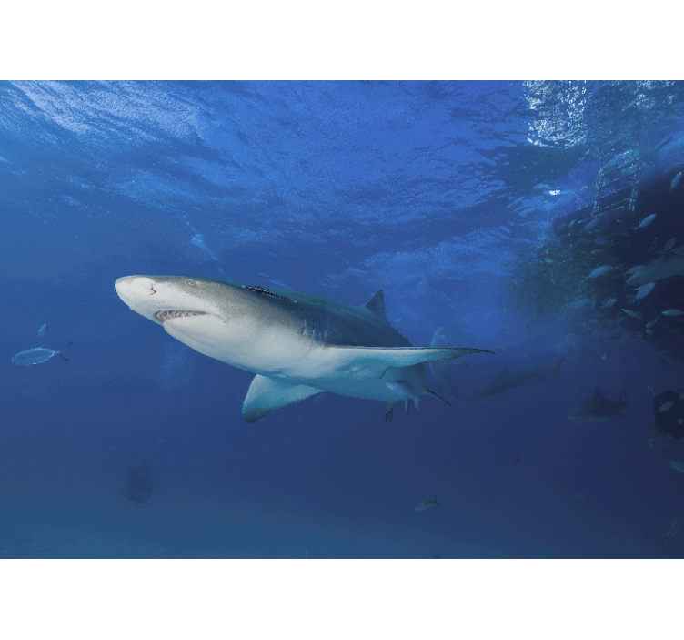 Fototapet dyr majestætisk haj udforskning - TenStickers