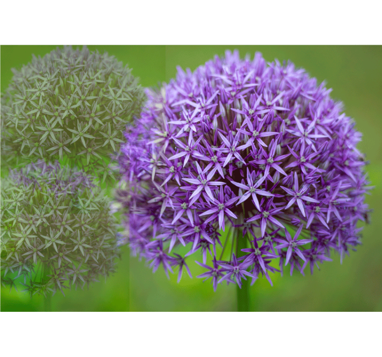 Lilla kugler med grønne stængler fototapet - TenStickers