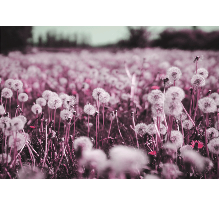 Lilla feltscene fototapet mælkebøtte - TenStickers