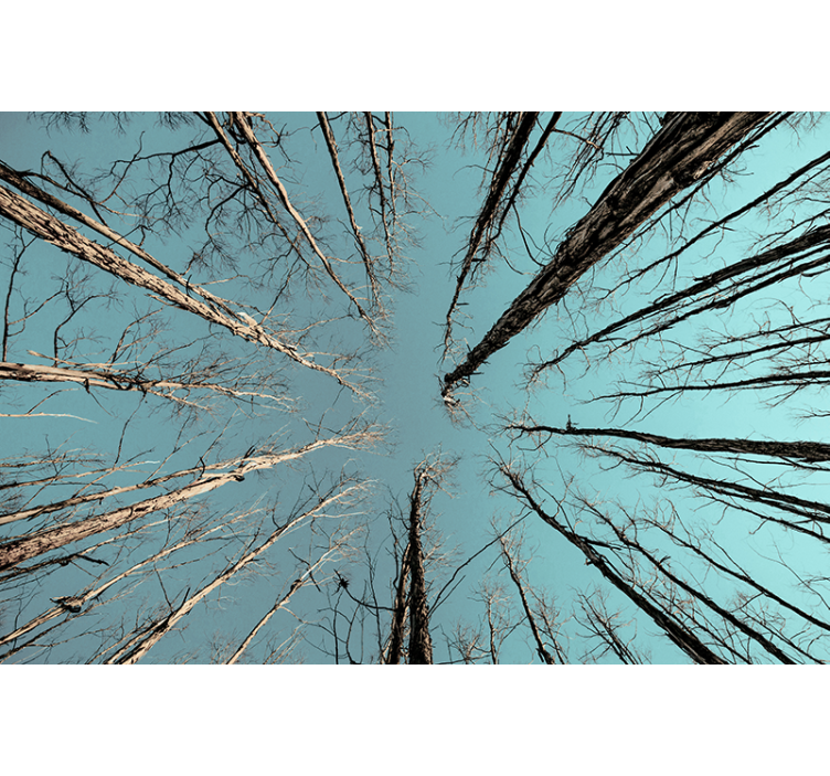 Fototapet træ der strækker sig mod himlen - TenStickers