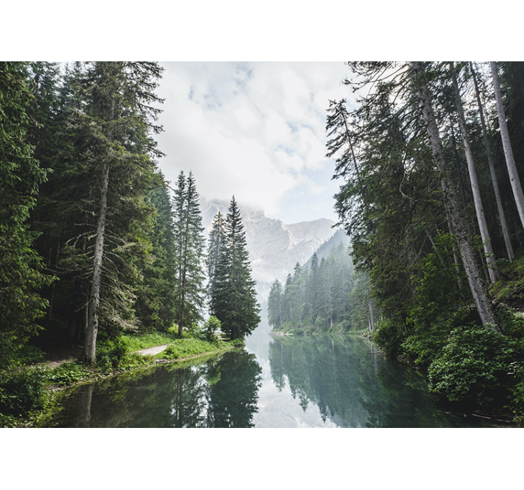 Landskab fototapet rolig skov eko - TenStickers