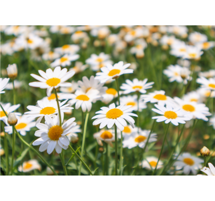 Fototapet blomster margueritter blomstrer lyst - TenStickers