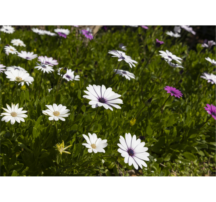 Fototapet blomster margueritter og grønne blade - TenStickers