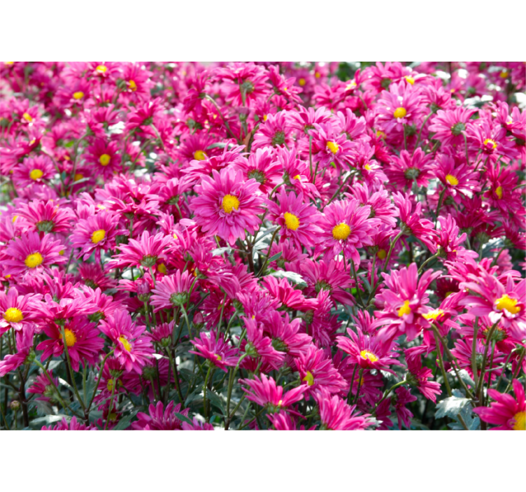 Fototapet blomster pink blomstereksplosion - TenStickers