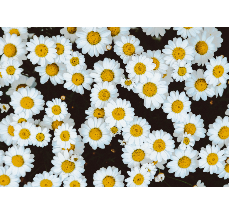 Fototapet blomster kamilleblomstermønster - TenStickers