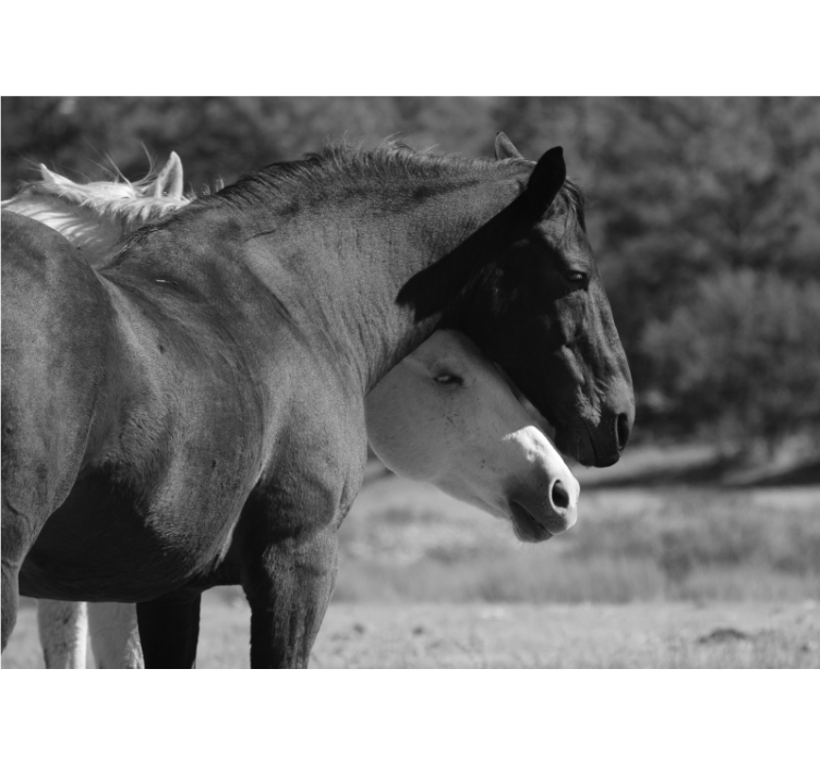 Fototapet dyr hestevennerskab - TenStickers