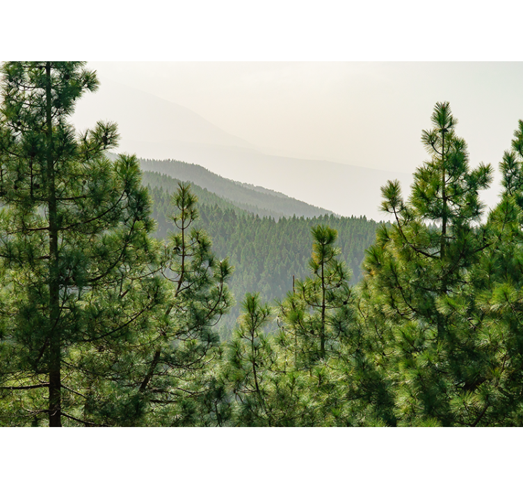 Natur fototapet frodigt grønt landskab - TenStickers