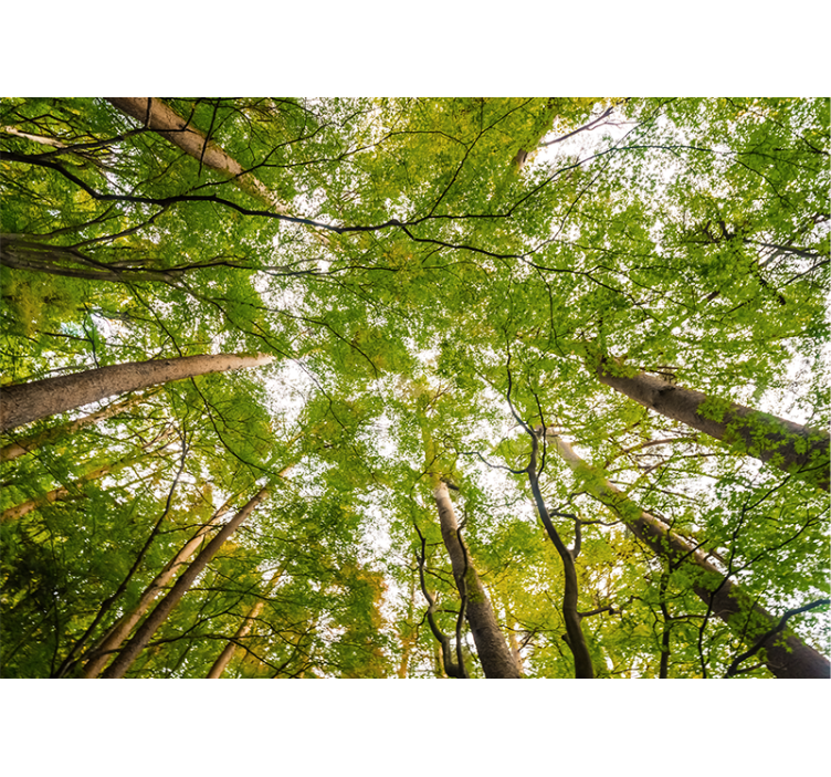 Frodig grøn baldakin fototapet skov - TenStickers