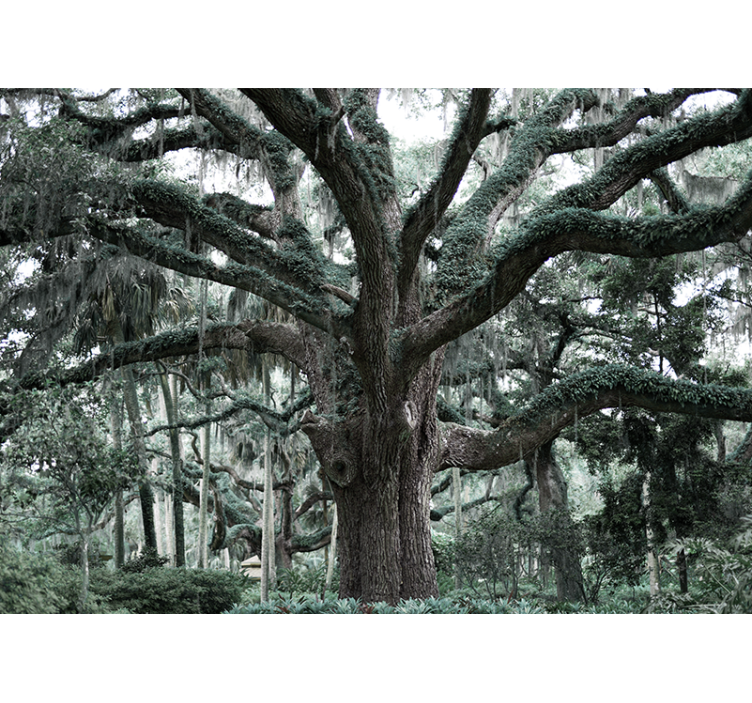 Enorme træer dækket af mosskov fototapet - TenStickers