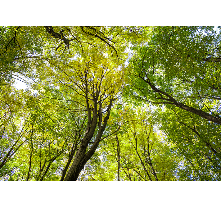 Natur fototapet lush forest canopy - TenStickers