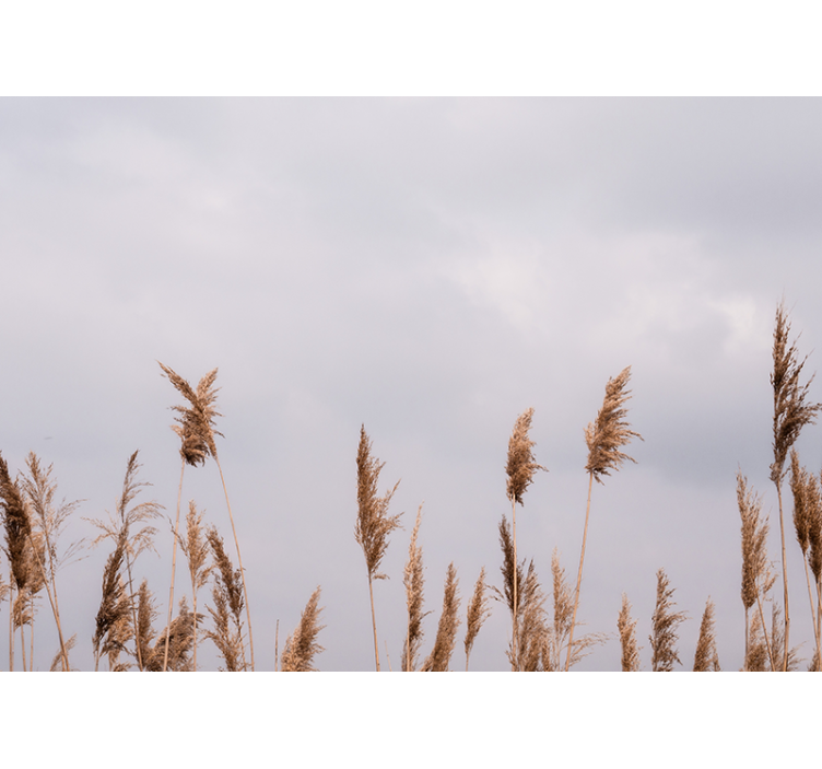 Fototapet træ græsser silhuetter - TenStickers