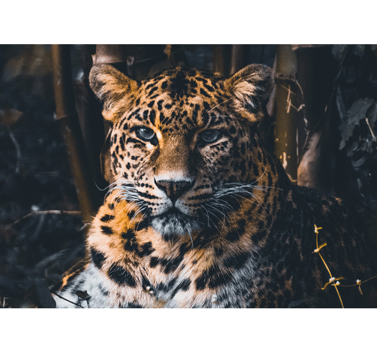 Fantastisk dyreliv leopard afrika fototapet - TenStickers