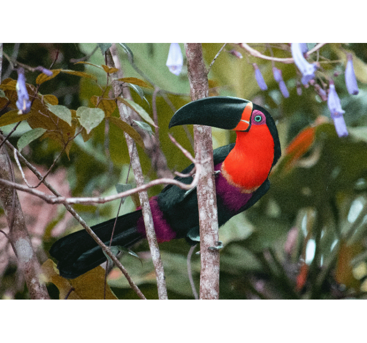 Fototapet dyr farverig tukan udstilling - TenStickers