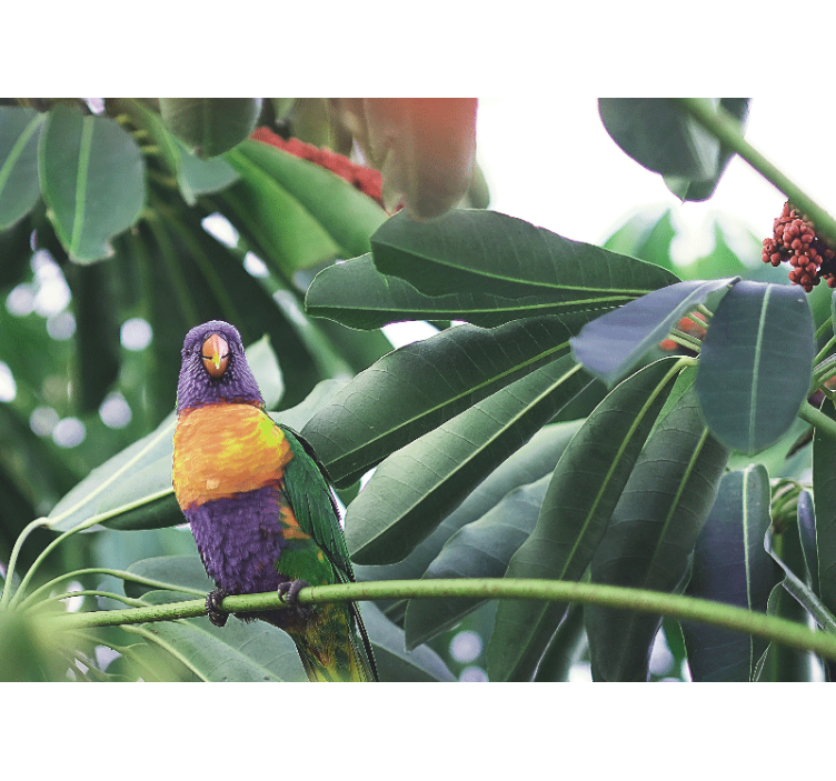 Fototapet dyr farverig papegøje på gren - TenStickers