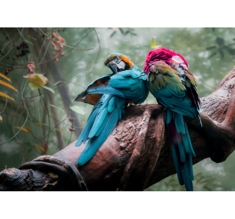 Fototapet dyr farverige papegøjer krammer - TenStickers