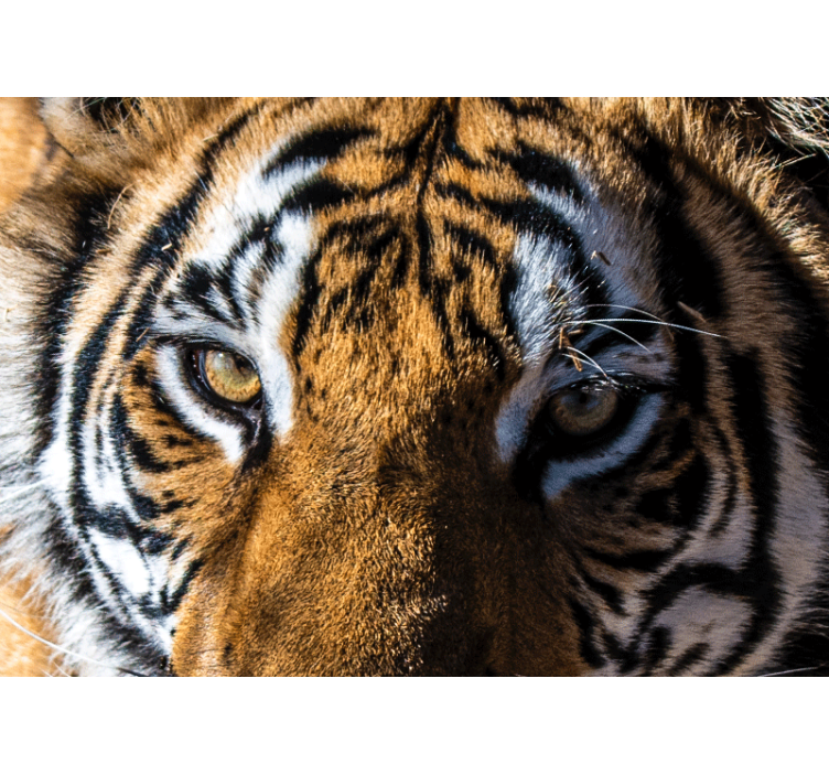 Fototapet dyr magnificent tiger close-up - TenStickers