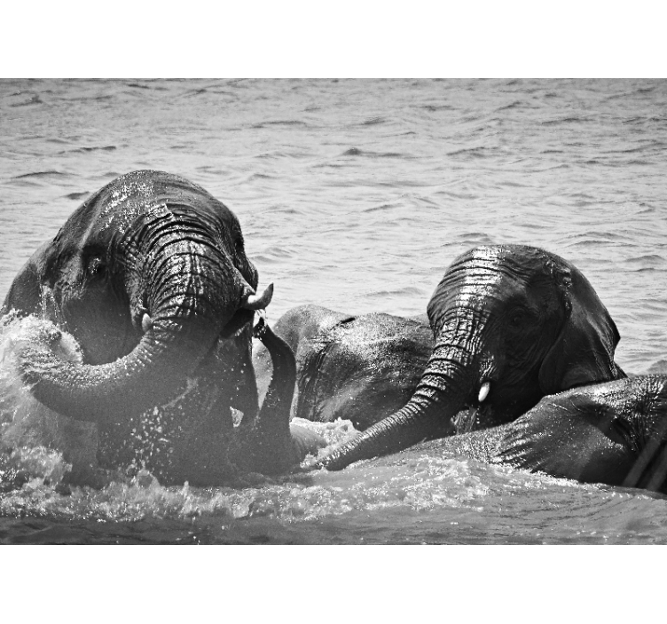 Fototapet dyr elefanter i væske - TenStickers