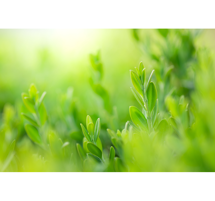 Natur fototapet tæt på frodig grønt - TenStickers