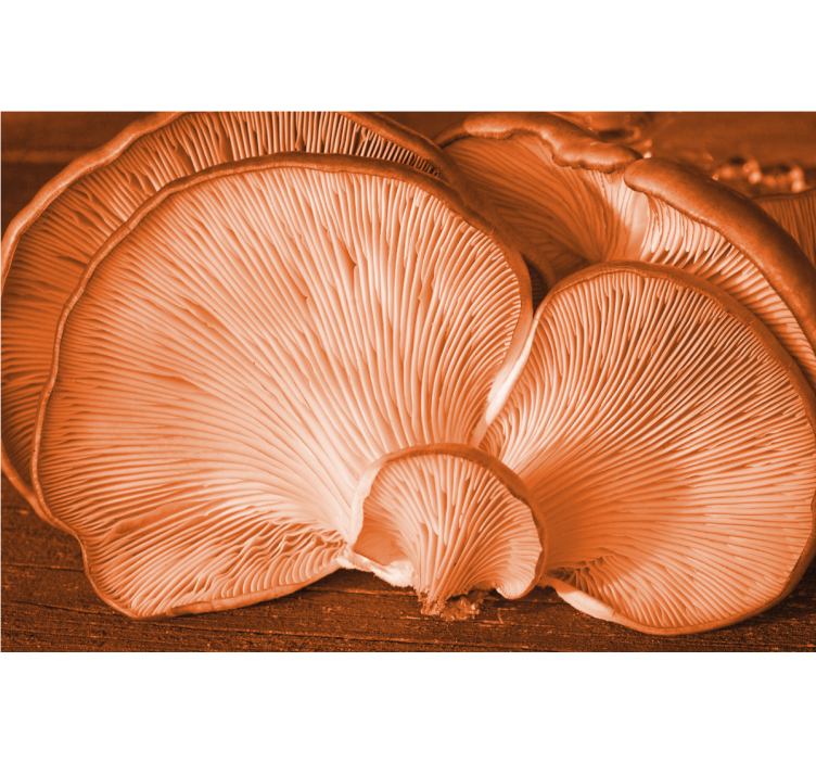 Fototapet blomster svampe tekstur display - TenStickers