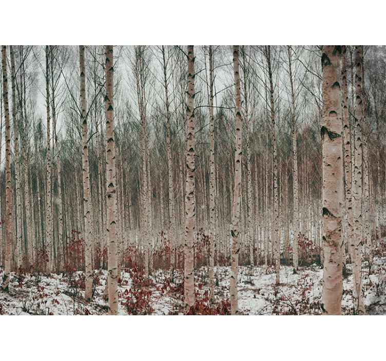 Fototapet skov birketræ landskab - TenStickers