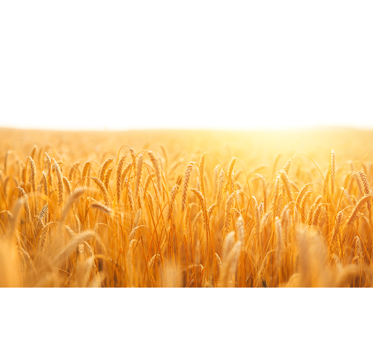 Hvedemark æstetiske farver natur fototapet - TenStickers