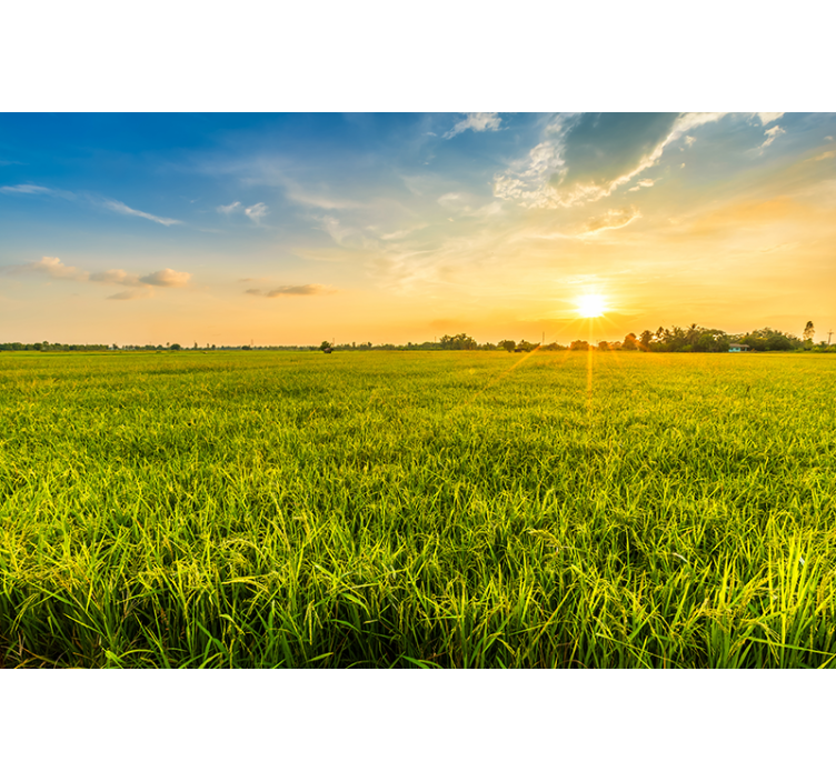 Landskab fototapet solnedgang over grønne marker - TenStickers