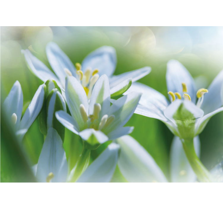 Fototapet blomster blide hvide blomster - TenStickers