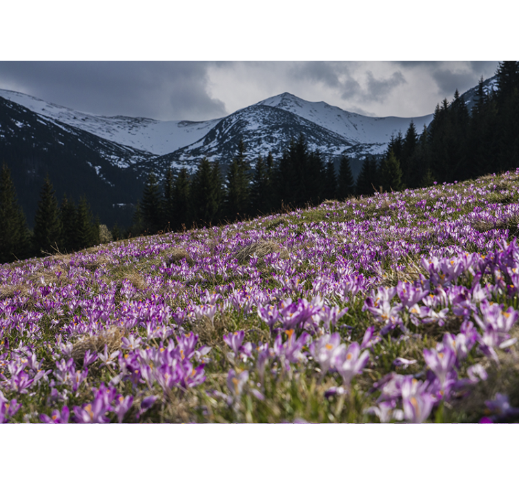 Fototapet blomster krokusblomstermark - TenStickers