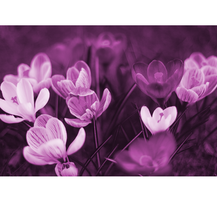 Valmue fototapet delikat blomsterblomst - TenStickers