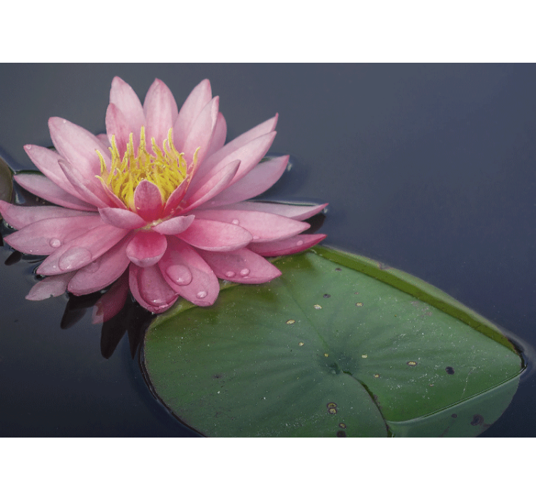 Rolig pink loto solsikke fototapet - TenStickers