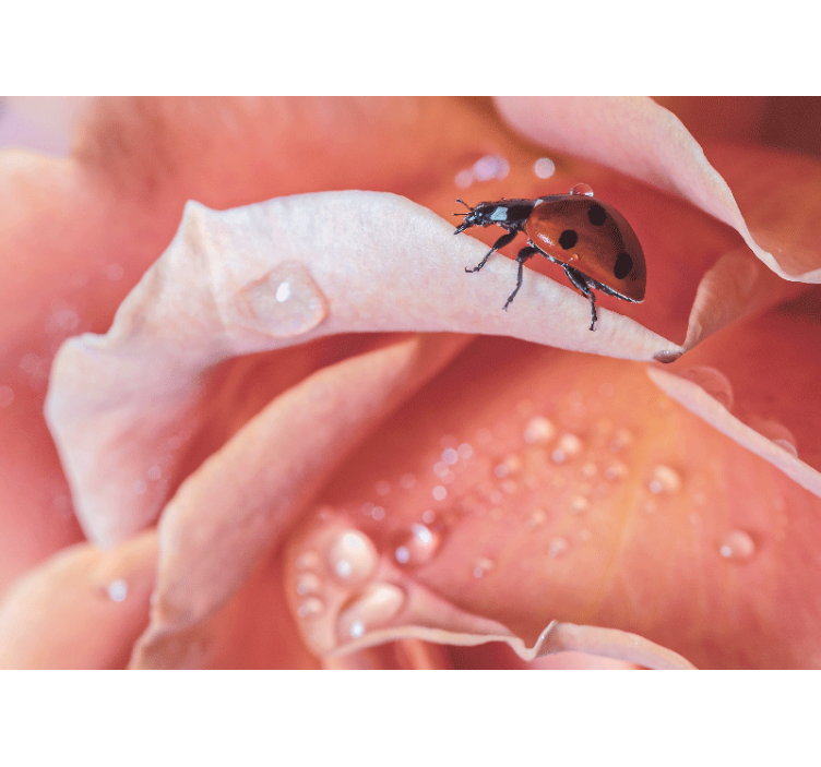 Fototapet blomster marihøne på blomst - TenStickers