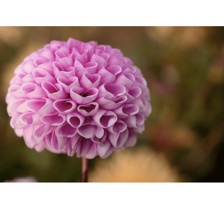 Fototapet blomster pink floral kule - TenStickers