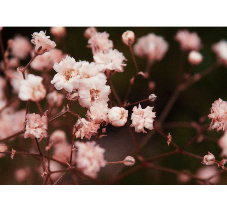 Fototapet blomster sarte blomstrende blomster - TenStickers