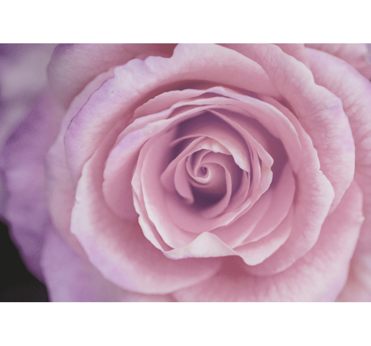 Elegant gigantisk pink rose design fototapet - TenStickers