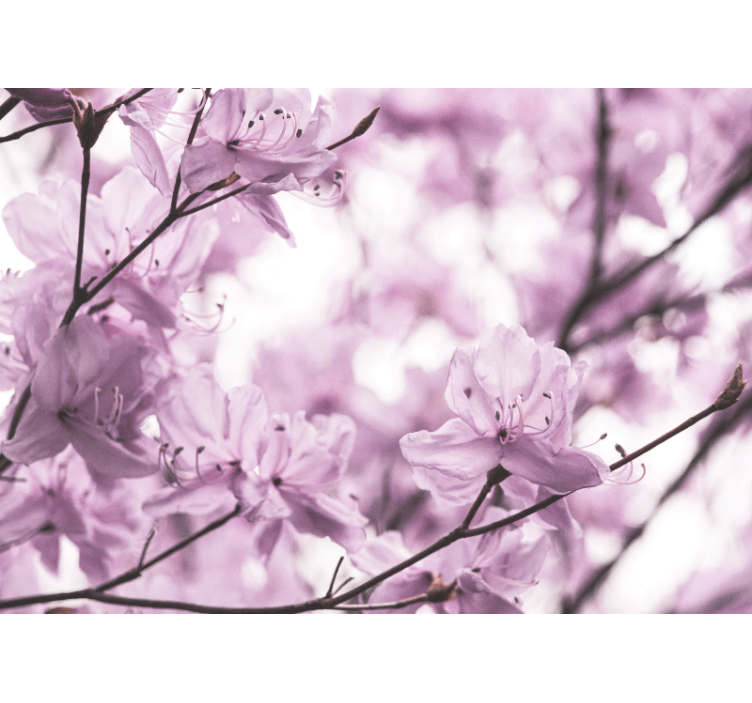 Fototapet blomster sarte lyserøde blomster - TenStickers