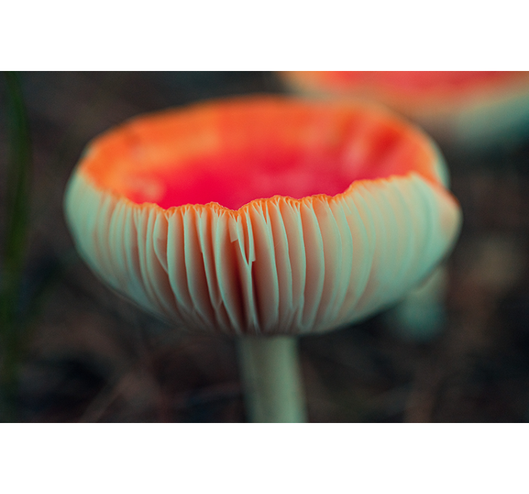 Røde svampe gæller natur fototapet - TenStickers