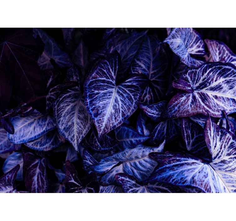 Psykedelisk drøm forlader naturen fototapet - TenStickers