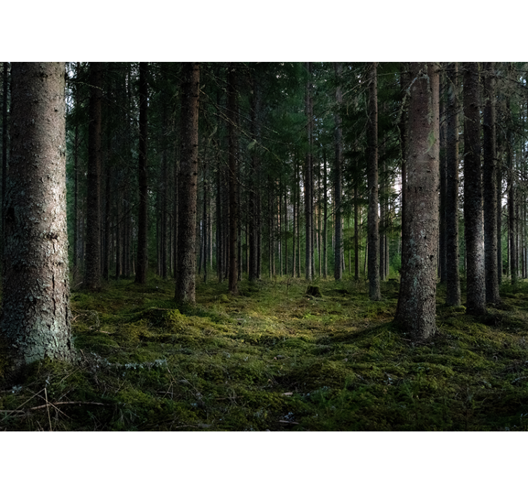 Fredfyldt landskab fototapet skov - TenStickers