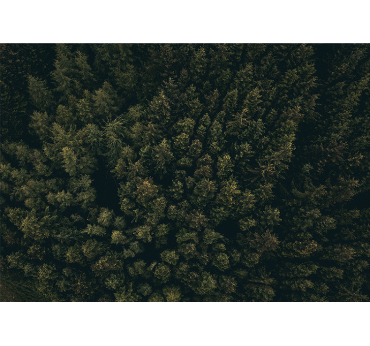 Natur fototapet frodig grønne kroner - TenStickers