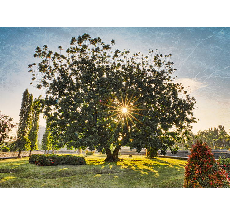 Natur fototapet solrig træudsigt - TenStickers