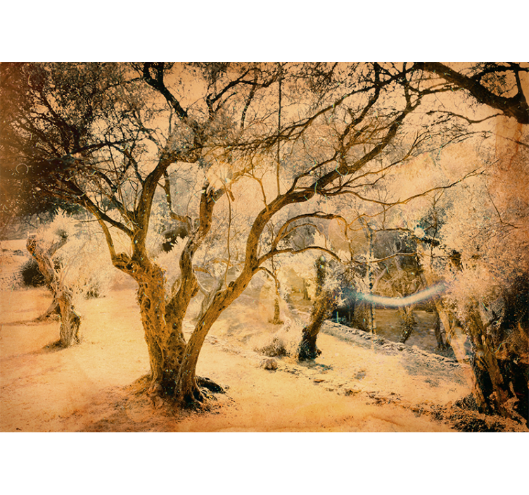 Oliventræ detaljeret fototapet - TenStickers