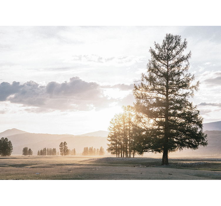 Natur fototapet roelig fyr silhuet - TenStickers