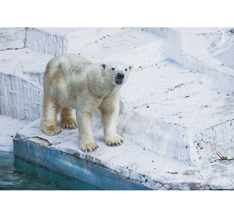 Kæmpe isbjørn sidder på et isbjerg fototapet med dyr - TenStickers